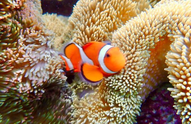 [Okinawa Miyako] Natural Aquarium! Tropical Snorkeling.