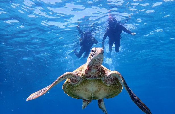 [Miyako Island / Half Day] Sea Turtle Snorkeling
