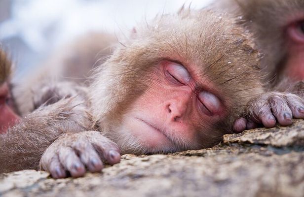 1-Day Winter Tour From Nozawa Onsen: Snow Monkeys, Zenko-ji Temple & Sake