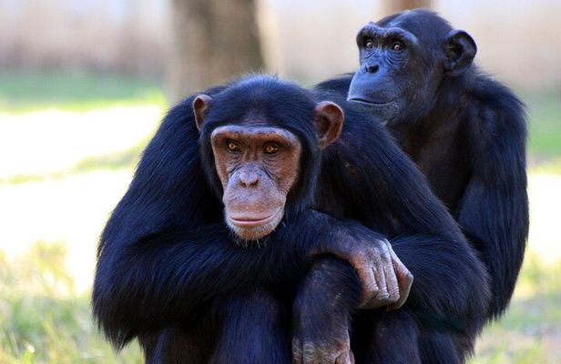 4 Day Tour Kibale Forest National Park and Gorilla Trekking