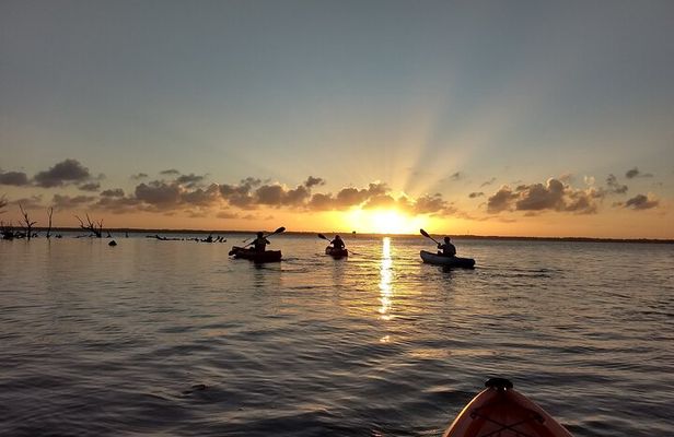 Sunset kayaking tour at Manatee Cove with Manatee & Dolphin sightings