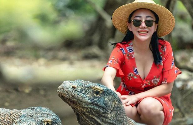 Daily Trip Highlight Komodo Archipelago by Speed Boat
