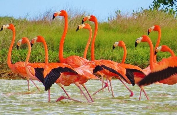 Las Coloradas & Rio Lagartos Biosphere! Transportation from Playa Del Carmen