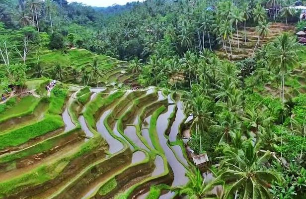 Tremendous Ubud Tour with Swing & Purification with Transfer