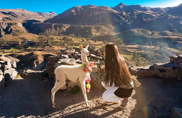 Colca Full Day