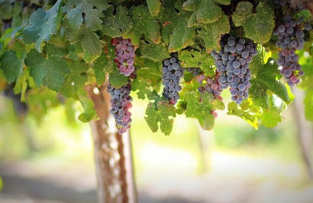  Wine Tasting Tour on the Slopes of Vesuvius