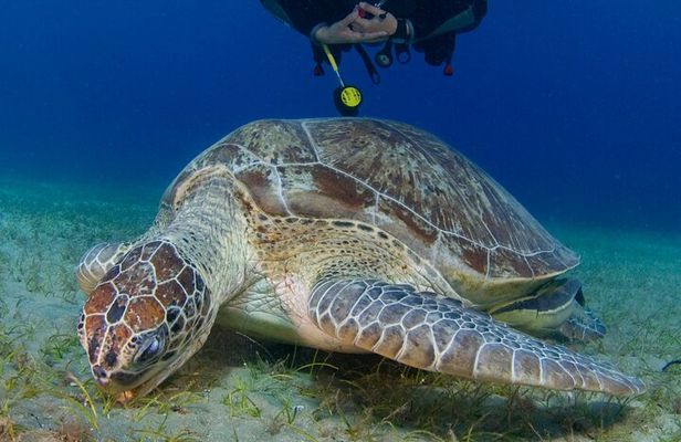 Scuba Diving Experience + Free Edited Video