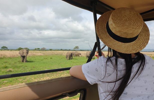 Private Full-Day Trip to Mikumi National Park from Dar es Salaam