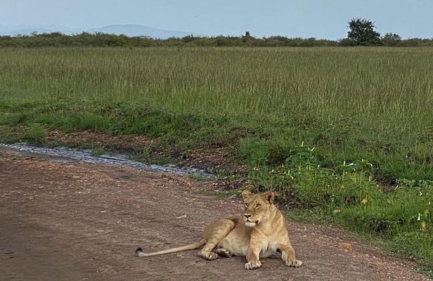 Nairobi national park and Giraffe center