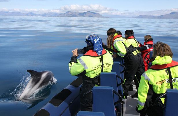 Speedboat Whale Watching Small-Group Tour in Reykjavik