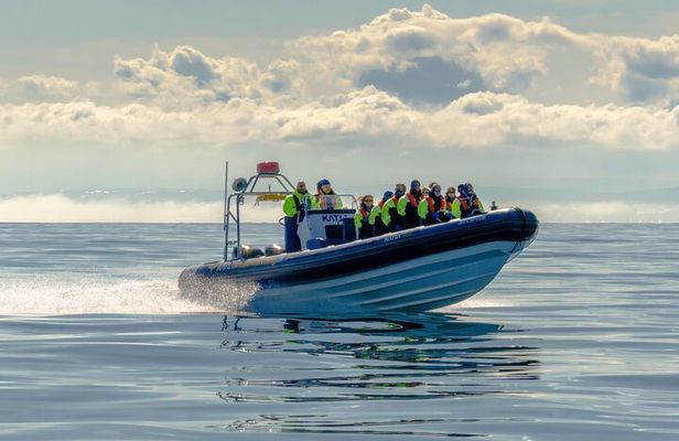 Puffin Watching Speedboat Express