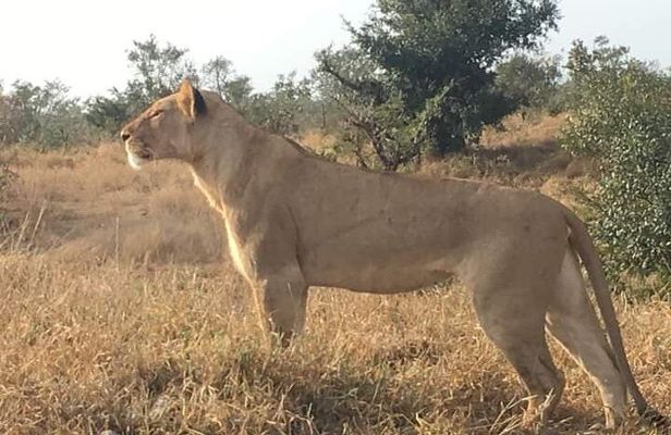 2 Day Pilanesberg Safari in 3 Star Lodge
