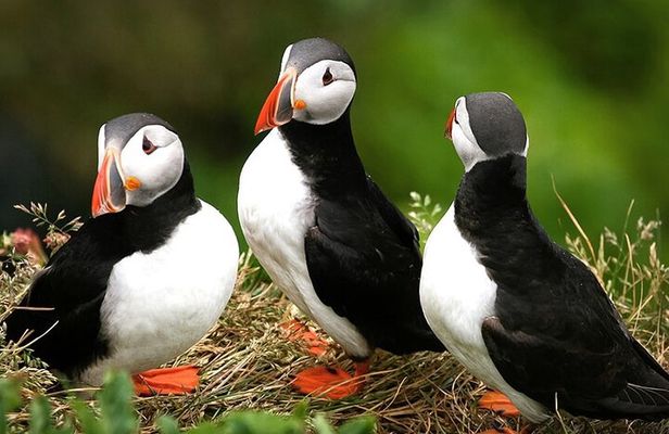 1 Hour Puffins and Reykjavík Bay Sailing