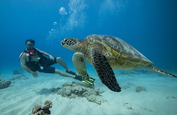 Certified Diver: 2-Tank Shallow Reef Dives off Oahu