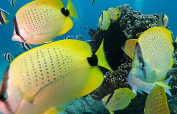 Turtle Canyon Waikiki Snorkel Adventure