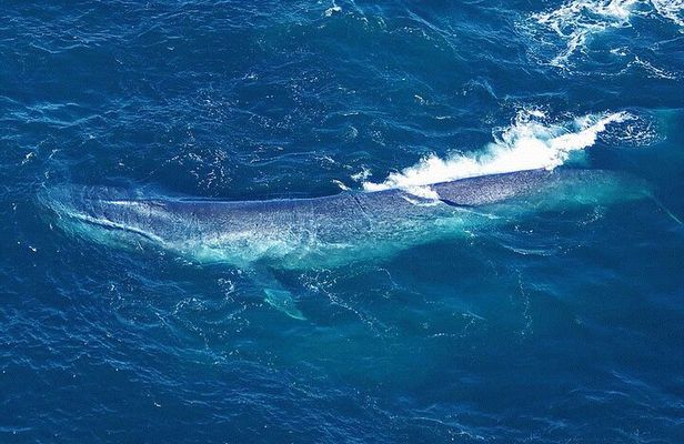 Kaikoura Whales