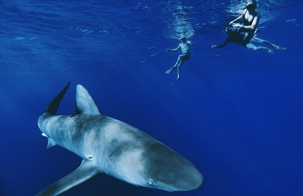 Pelagic Shark Dive Tour