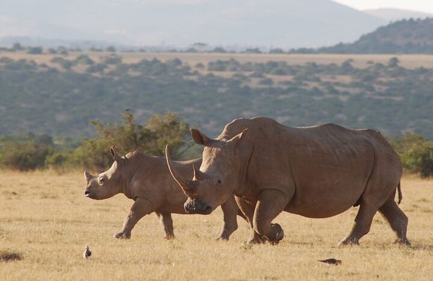 6 Days Private Rhino Conservation Safari in Kenya Tour
