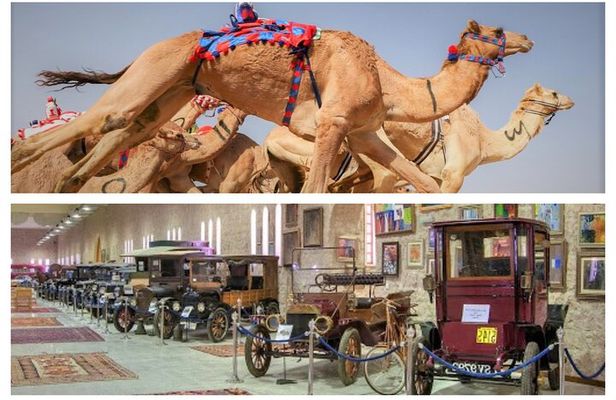 Cultural & Thrills: Sheikh Faisal Museum & Camel Race Adventure