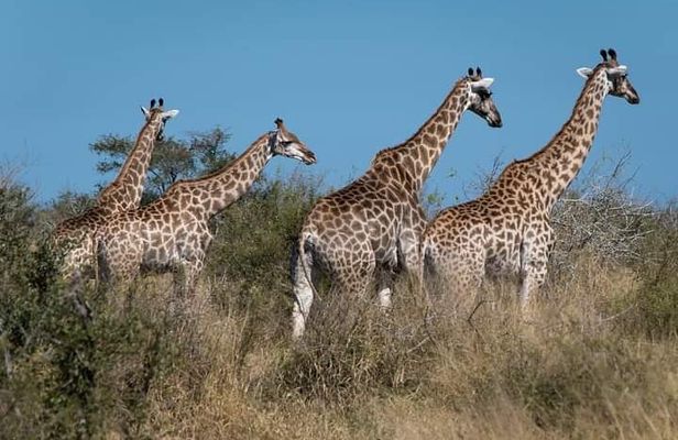 2 Day Kruger National Park Safari
