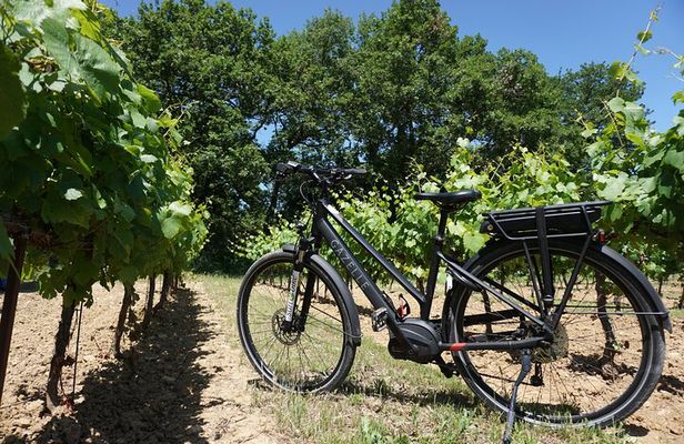 Vineyard of the Alpilles by bike