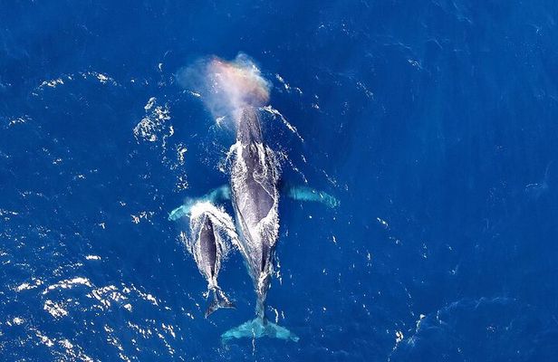 Okinawa Whale Watching From Naha