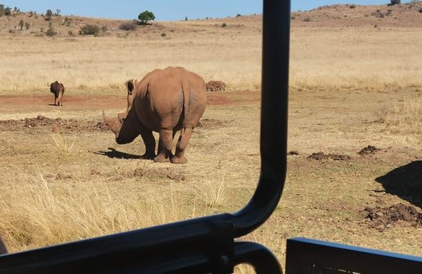 Rhino And Lion Safari with Wondercave Tour