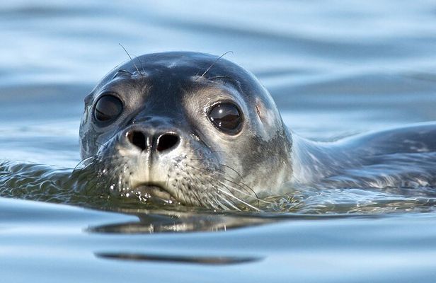 Meet The Seals Boat Tour - Travel by boat to a Secret Seal Cove