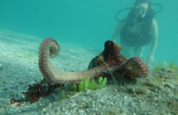 Beginners' ScubaDive