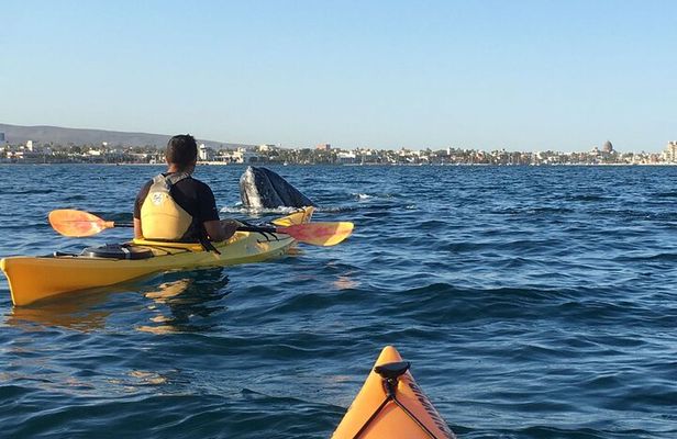 2 Hours of Kayak Safari in Bahía de La Paz