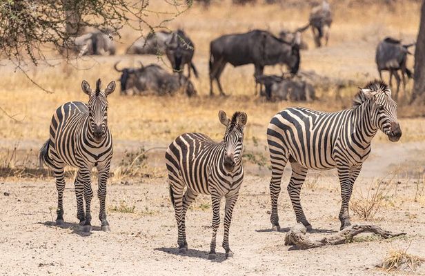 5 Days Tanzania Private Safari Tour