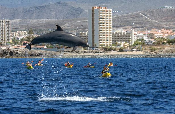 Whale and Dolphin Watching EcoAdventure in Tenerife
