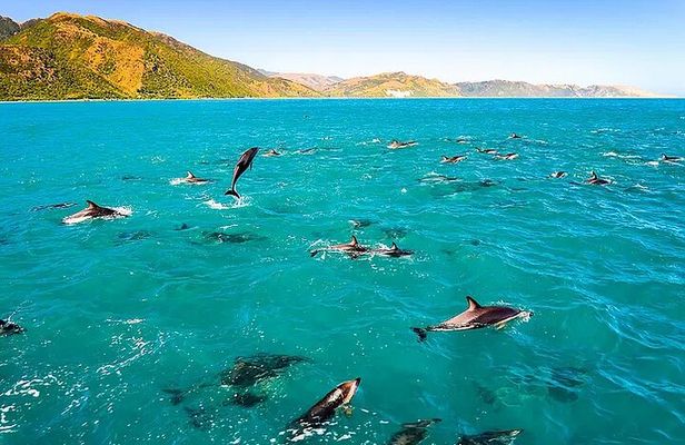 Kona Wild Dolphin, Sea Cave & Captain Cook Reef Snorkel Adventure