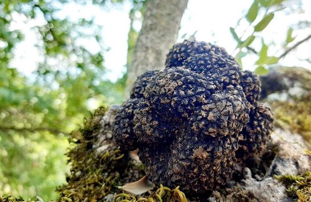 Truffle Hunting Experience in Assisi
