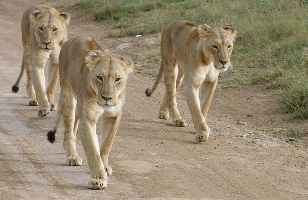 Day Tour to Nairobi National Park and Giraffe Center