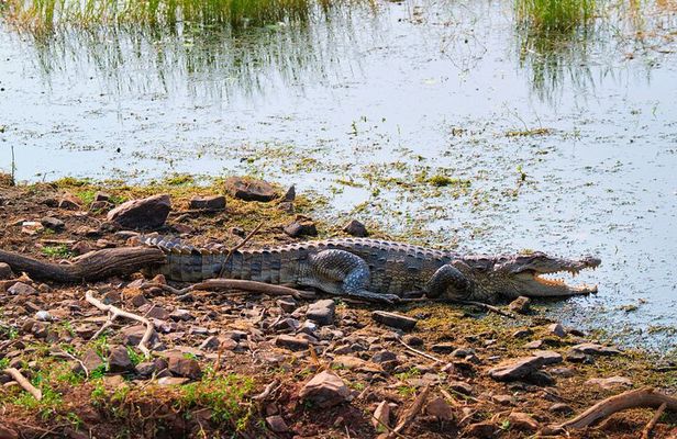Chambal Crocodiles Safari Adventure with Hotel Transfers