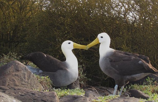 Full-day Adventure Tour at Espanola Island (Waved Albatross Island)