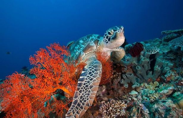 Gili Trawangan Sunset Cruise with Snorkeling & Dinner