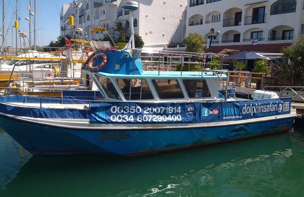 Dolphin Watching in Gibraltar with Dolphin Safari