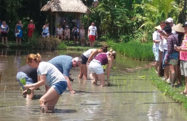Private Balinese Village and Tanah Lot Temple Cultural Tour