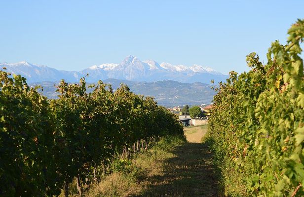 Private Food and Wine Tour in the Cellar with Tastings