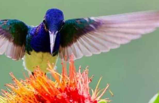 Yerette Home of the Hummingbird