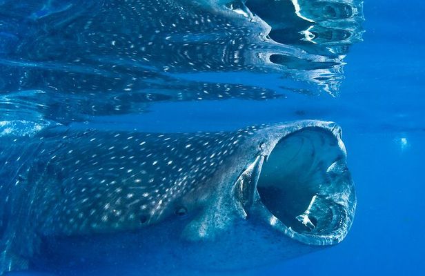 Whale Shark Swimming Seasonal Adventure from Tulum