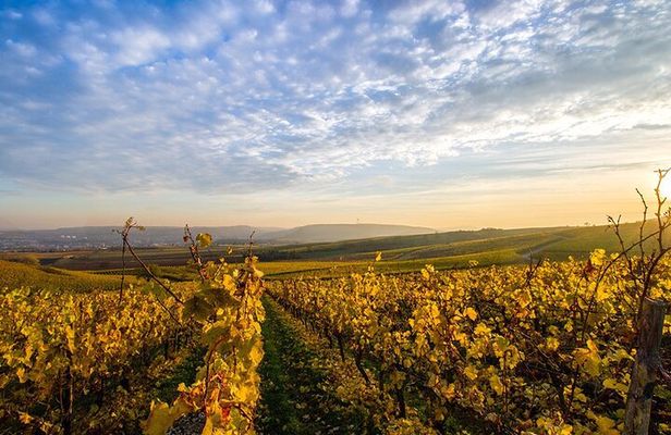 Wine Tours Sydney - Southern Highlands Day Escape, Full Day Wine Tasting Tour