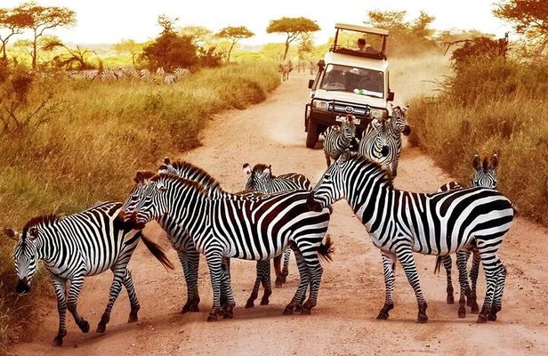 2-Day Private Mikumi National Park Tour with Pickup