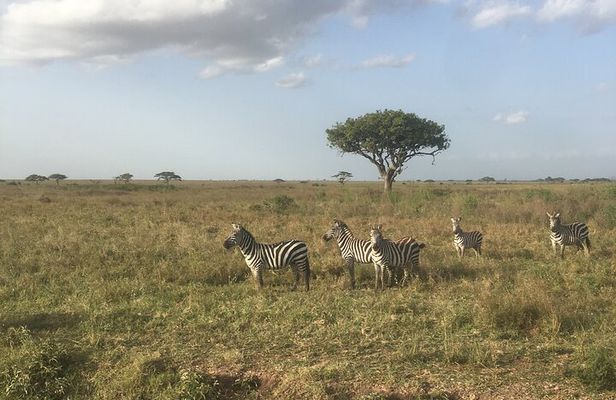 6 Days Budget Tanzania Camping 