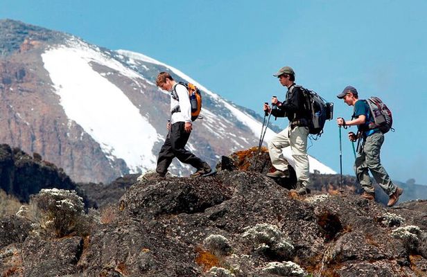 Kilimanjaro day hike on the Shira Plateau from / to Moshi