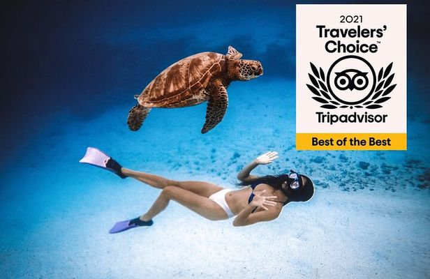 Cook Islands Turtle Tour