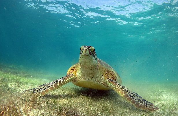 Turtles and Cenote Snorkeling Activity from Tulum