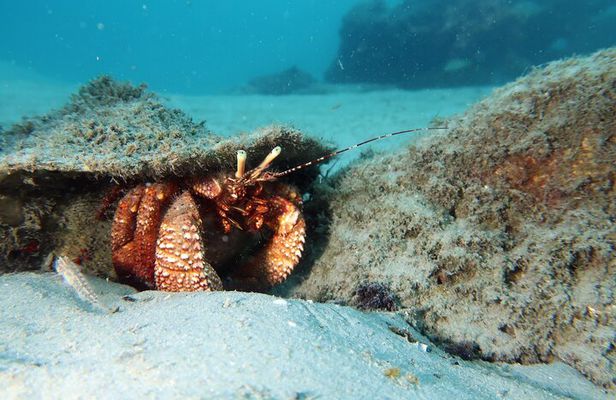 Luxury Snorkeling on Your Vacation Exclusively Private Guaranteed